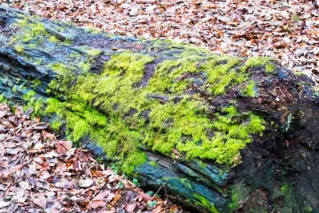 Mahovina stanište: Na kakvim mjestima rastu mahovine?
