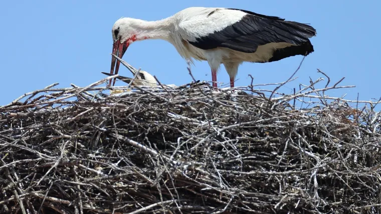 Zabrinjavajući trend: Zbog raseljavanja ljudi do&scaron;lo je do pada populacije bijelih roda