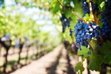 Grinje vinove loze: Kako prepoznati grinje na vinovoj lozi?