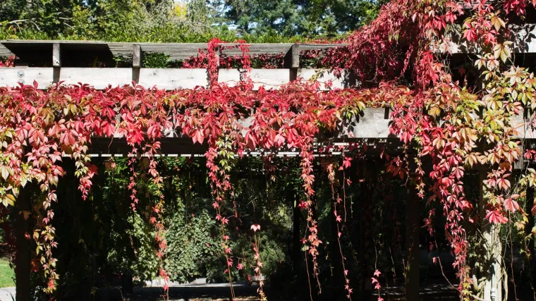 Lažna lozica: Gdje raste i kako izgleda lažna lozica?