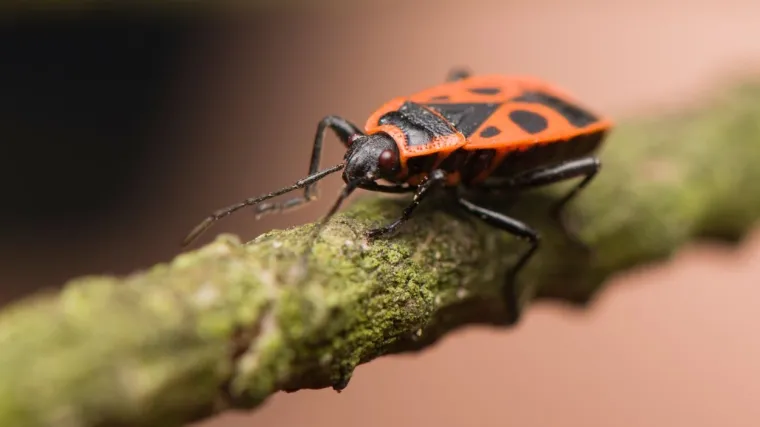 Stjenice u vrtu: Koje su &scaron;tetne, a koje bezopasne?