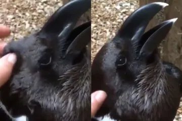 Nitko ne zna što se nalazi na fotografiji. Možete li vi otkriti?