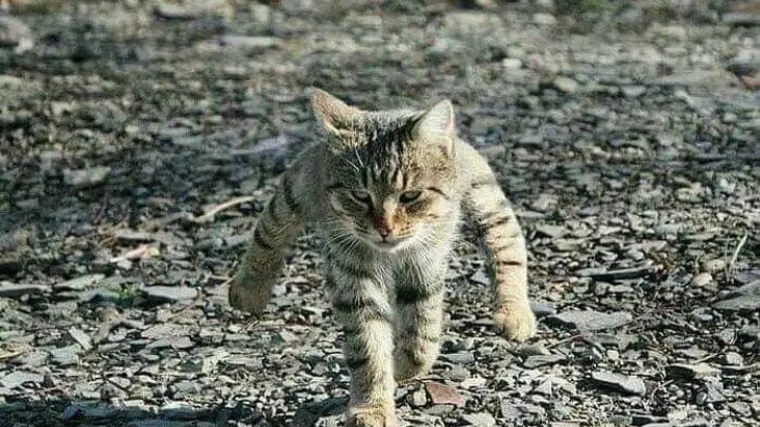 Čuvari je vrebali satima: 'Pala' mačka koja je poku&scaron;ala unijeti mobitel u zatvor