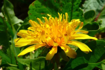 Livada u proljeće: Koje cvijeće najčešće raste na livadama?