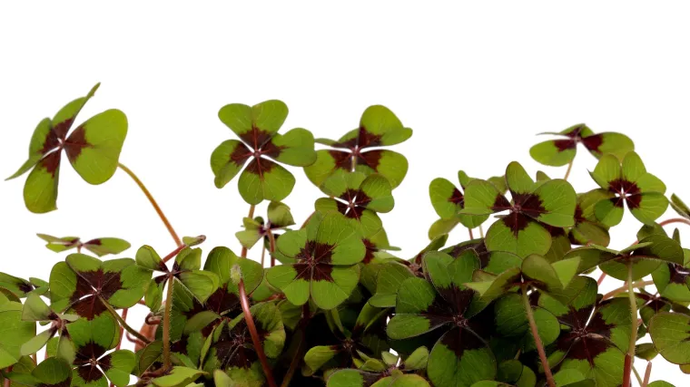 Kakvo stani&scaron;te ima djetelina