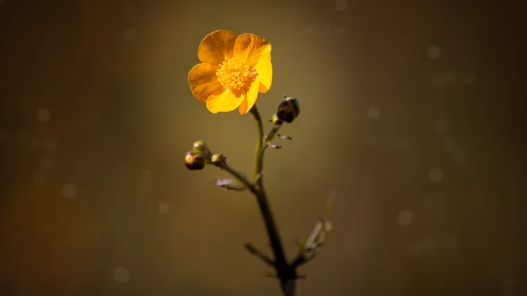 Lukovičasti žabnjak korov je ali i za&scaron;tićena biljka