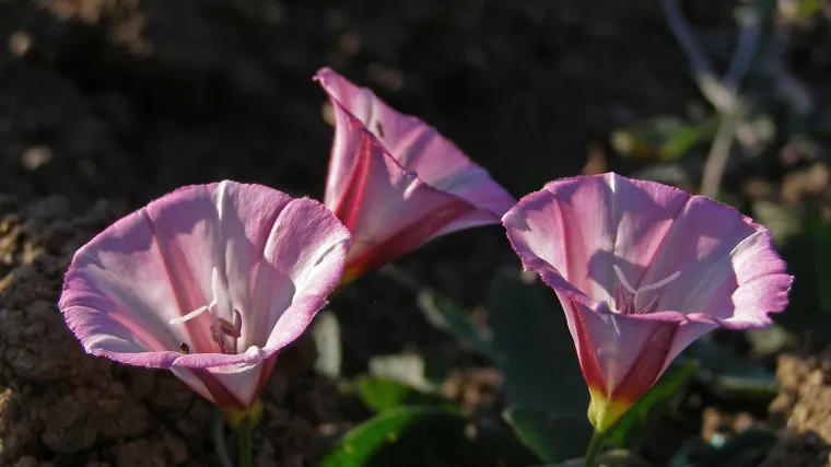 Poljski slak - Koliko poznajete biljku poznatu kao poljski slak?