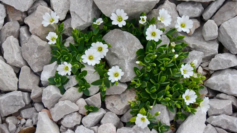 Znate li kakva je biljka obična mi&scaron;jakinja?