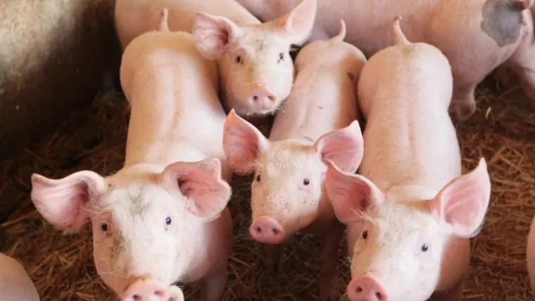 Taman pomislile da su se spasile, ali stvarno im nije bilo suđeno