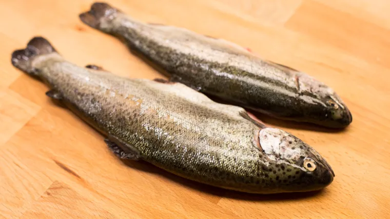 Kalifornijska pastrva kao najpoznatija riječna riba