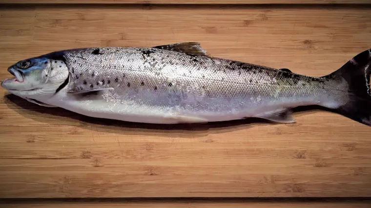 Koja je najpoznatija jadranska pastrva