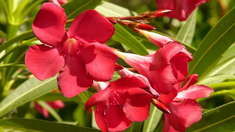 Znate li kada se sadi oleander?