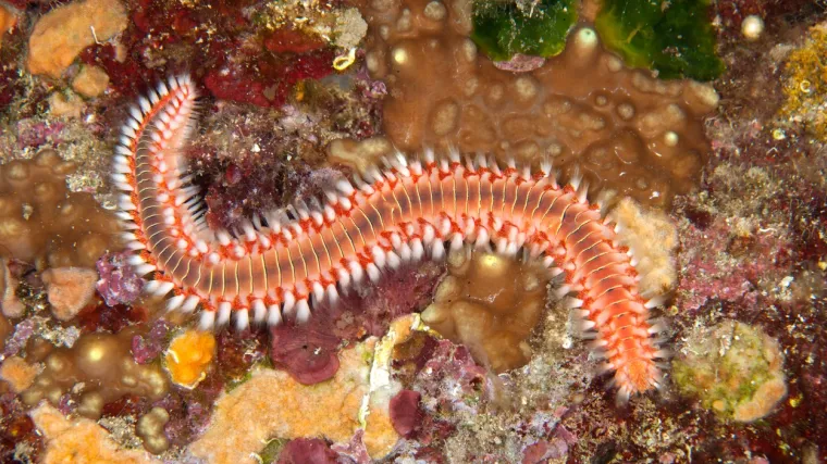 Vatreni crv: Krivac za sve vi&scaron;e o&scaron;tećenih zvjezdača u moru