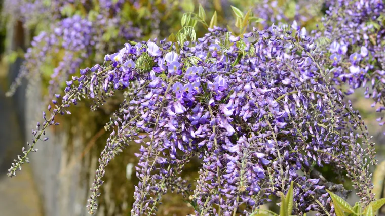 Glicinija i njezino razmnožavanje