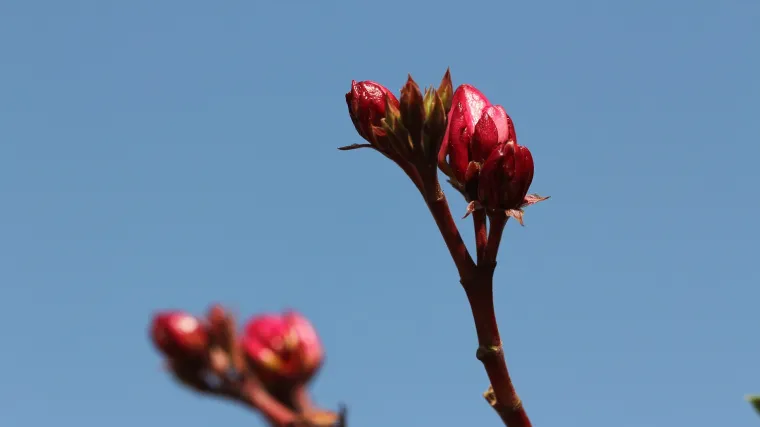 Pravilna zimska za&scaron;tita oleandra