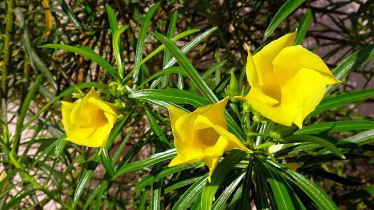 Kako se sadi žuti oleander?