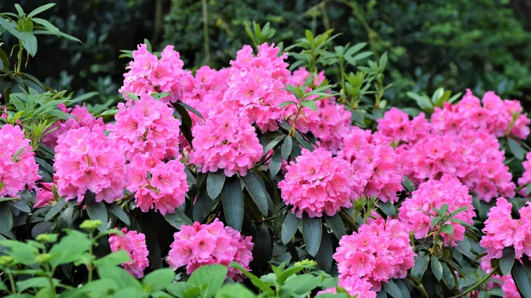 Kako uzgojiti dupli oleander?