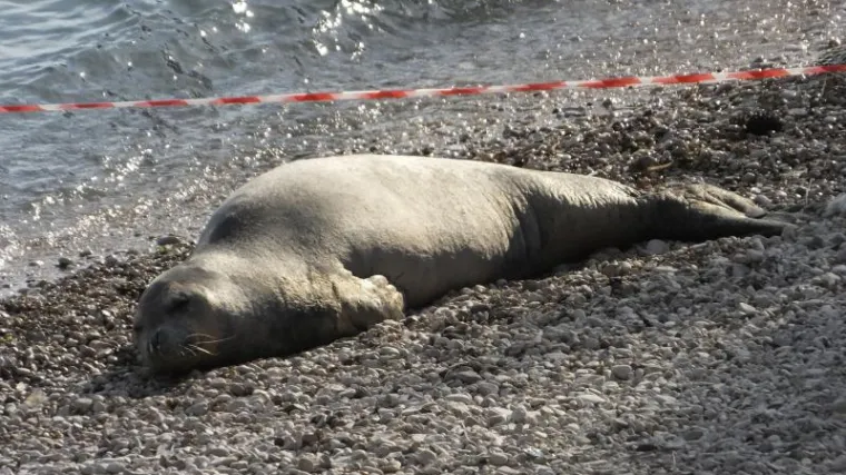 Sredozemna medvjedica: Ugrožena vrsta na&scaron;eg Jadranskog mora