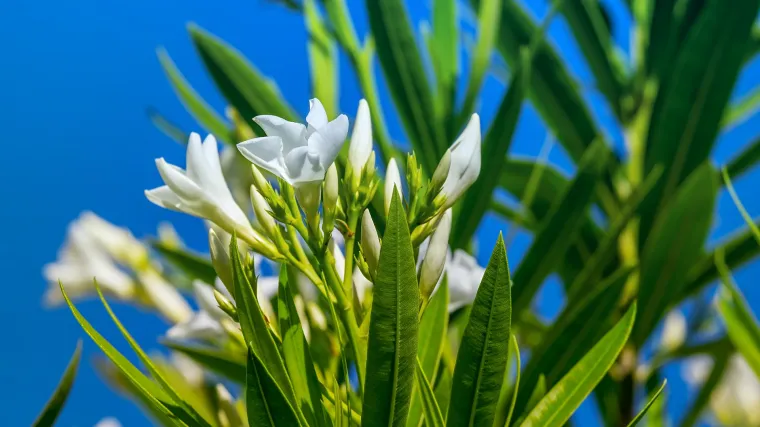Kako uzgojiti oleander i može li oleander podnijeti smrzavanje?