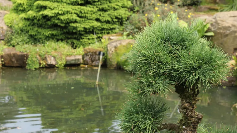 Koliko poznajete japanski ari&scaron;?