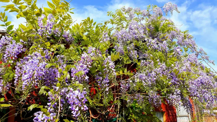 Biljka glicinija kao drvo