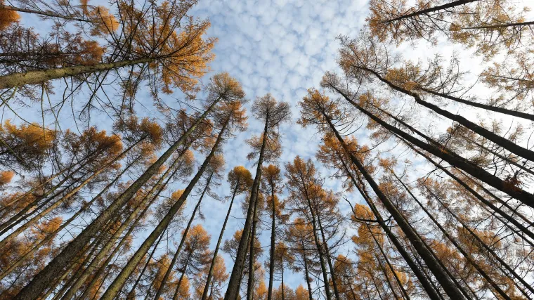 Poznajete li vrlo zanimljivo drvo dahurski ari&scaron;