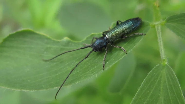 Kućna strizibuba: Izrazito ugrožena vrsta kornja&scaron;a koja živi i u na&scaron;im krajevima