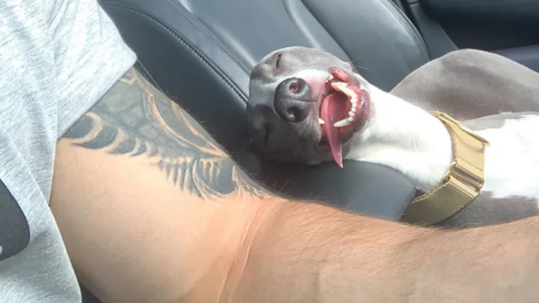 Evo za&scaron;to kažemo "umoran k'o pas": Kad nju&scaron;ku umor savlada ona ne bira ni vrijeme ni mjesto