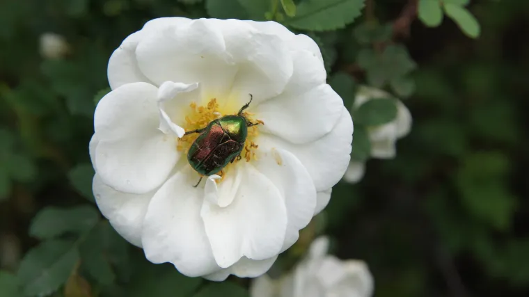 Zlatna mara: Kukac koji hranjenjem uni&scaron;tava cvjetove