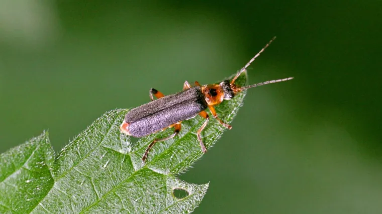 Vrste kukaca: Po čemu su karakteristični kukci kornja&scaron;i?