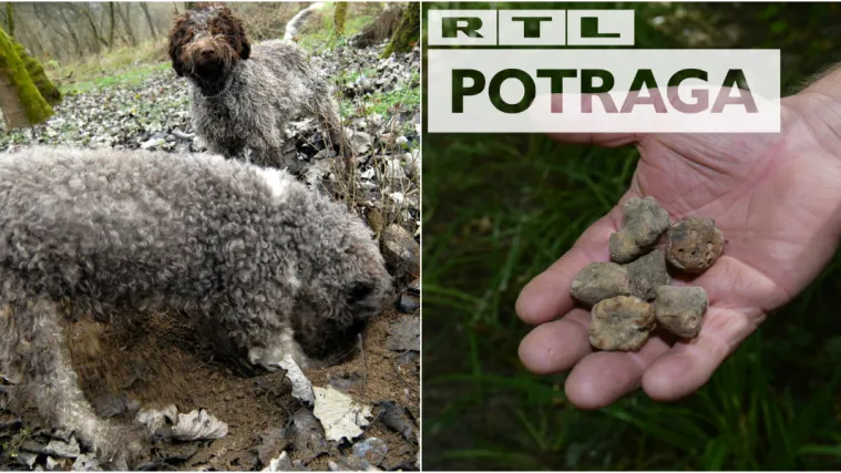 Krenuo lov na podzemno blago! Tartufari na mukama: Hoće li zbog sječe stabala ostati bez ulova?