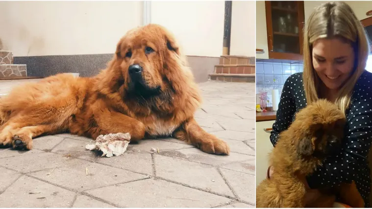 Policajac ukrao iznimno rijetkog psa pa ga preprodao? 'Znam da je on. Prijetio mi je da će me likvidirati'