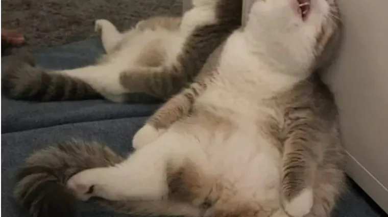U začinjenoj salati, na zidu pa čak i u psu - mačka će zaspati bilo gdje i to u pozama koje graniče s nemogućim