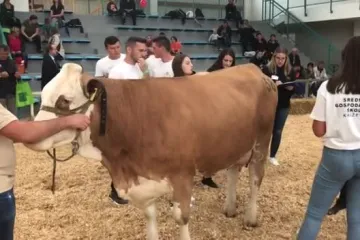 Natjecanje u Gudovcu u ocjenjivanju krava