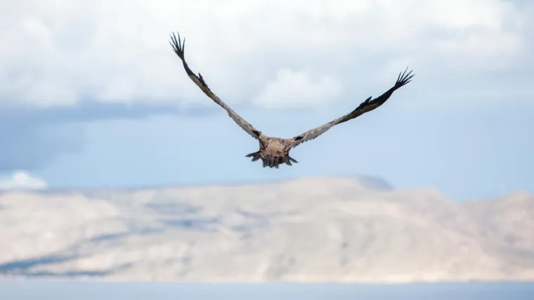 Međunarodni dan strvinara: Bjeloglavi vladari neba jedno su od najvećih prirodnih blaga Hrvatske