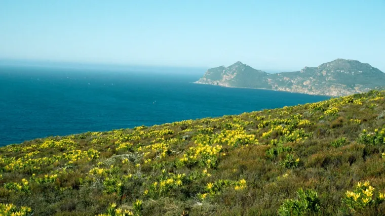 Makija definicija: &Scaron;to je makija i gdje raste?