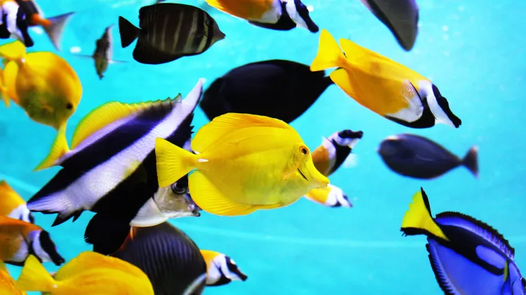 Savjeti kako odabrati ribe za mali akvarij