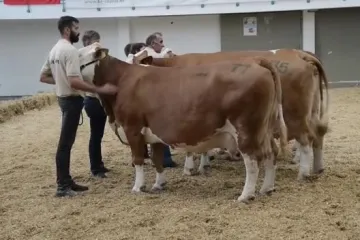 Krave Duška Rajakovića pobijedile u dvije kolekcije i osvojile šampionsko zvono