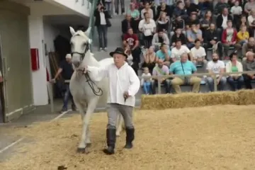 Obitelj Plavec iz Svetog Petra Orehovca - otac i sin predvode konje