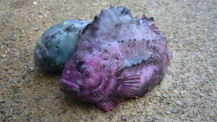 Kojem redu pripadaju ribe dvodihalice?