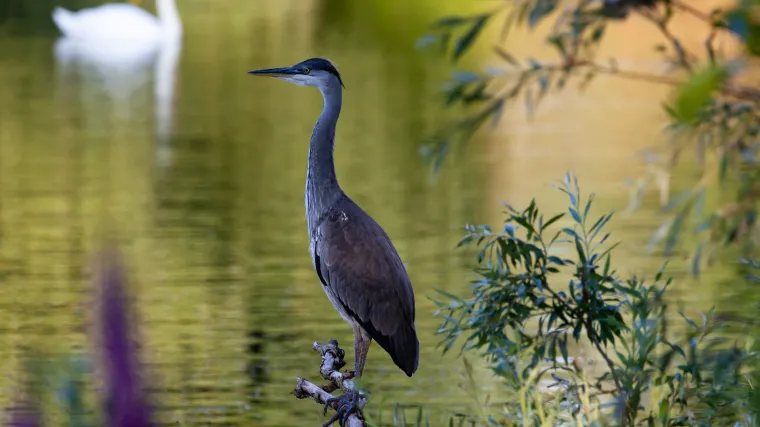 Barske ptice ili ptice močvarice
