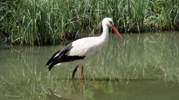Znate li čime se hrane rode?