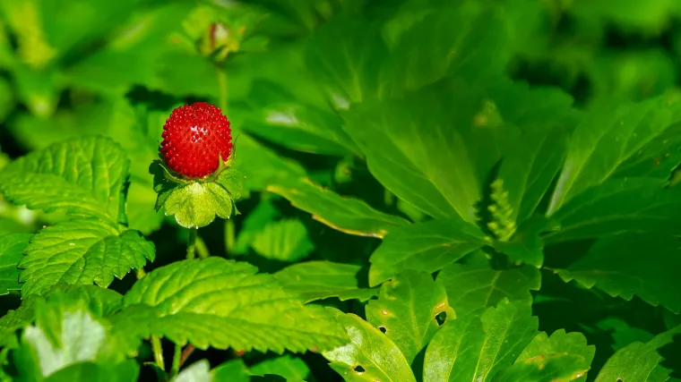&Scaron;umska jagoda - najslađa jagoda