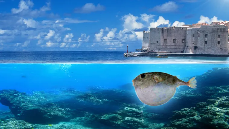 Koliko poznajete životinju pauk bijelac i znate li gdje spada?