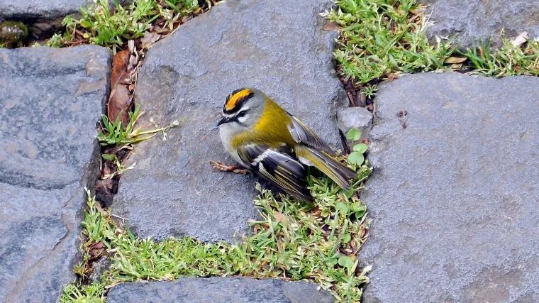 Koja je najmanja ptica u Hrvatskoj?