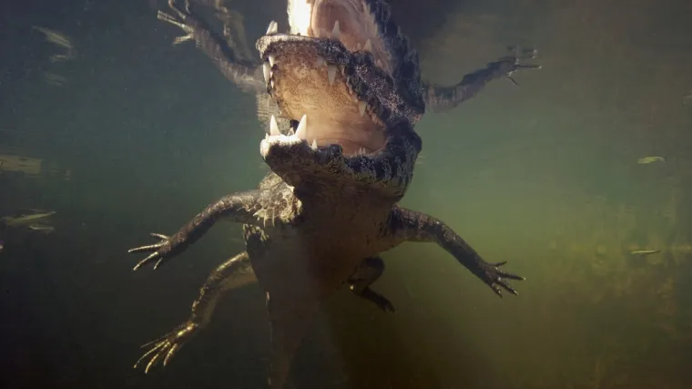 Anakonda stegnula kajmana i slomila mu sve noge, a onda joj je on zario zube u vrat...