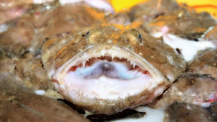 Koliko poznajete ribu zvanu grdobina mrkulja