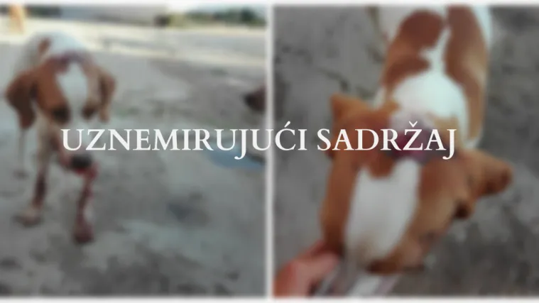 Brutalni napad! Čovjek pretukao psa i razbio mu čeljust: 'Pomozimo Lisku da mu prestanu bolovi'