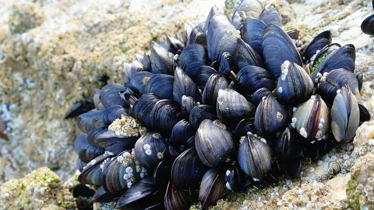 Plava dagnja kao gastronomski specijalitet