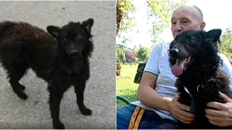 Hachiko na&scaron;e regije napokon miruje: Sretan je čovjek koji će imati ovako odanog prijatelja